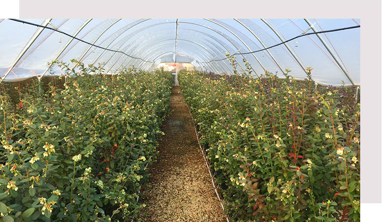 Facilita la producción en condiciones externas
